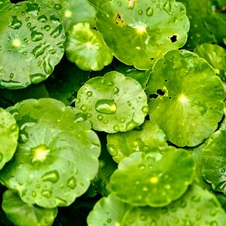 Centella Asiatica