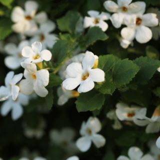 Bacopa Monnieri